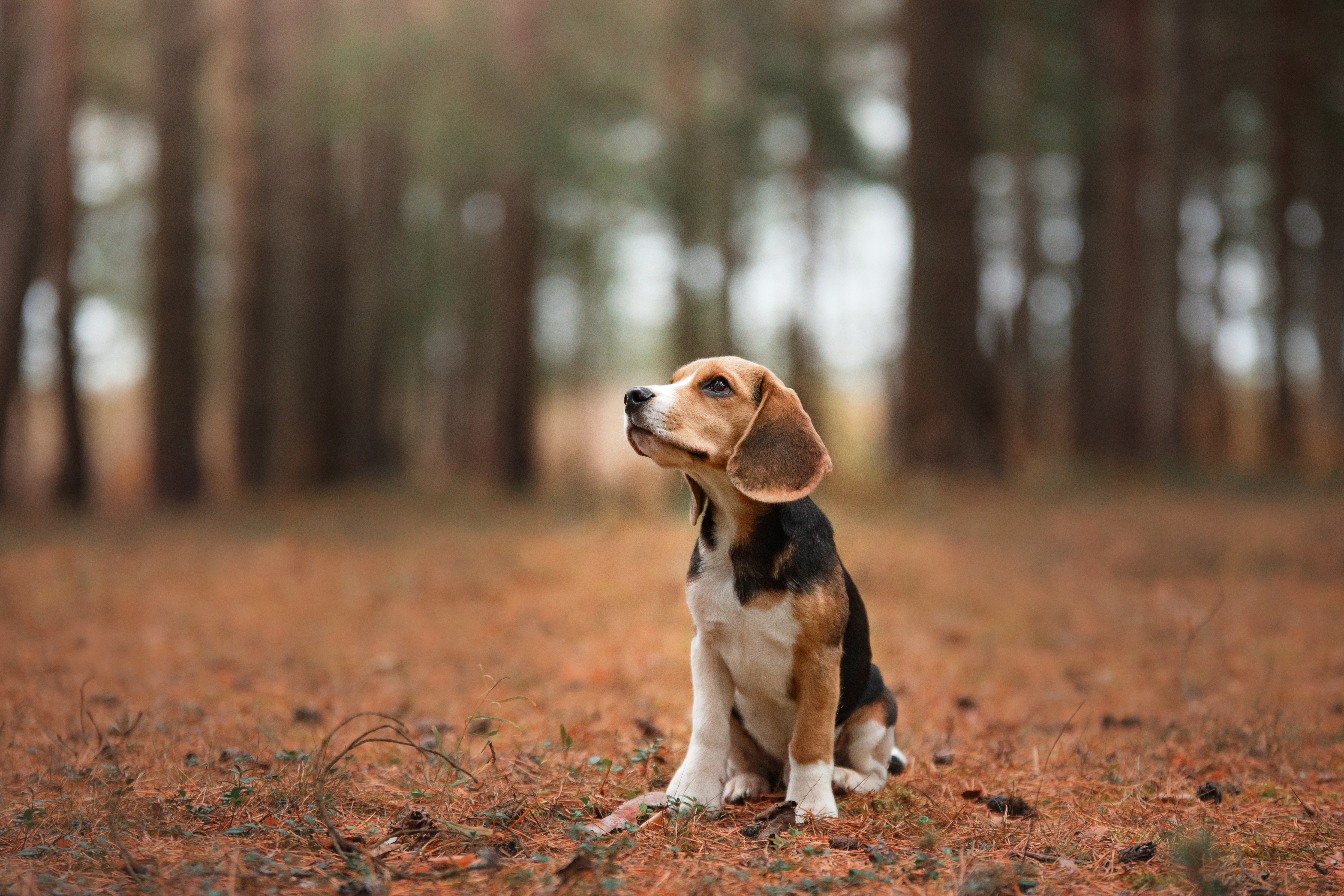 Beagle, Gillette Vets