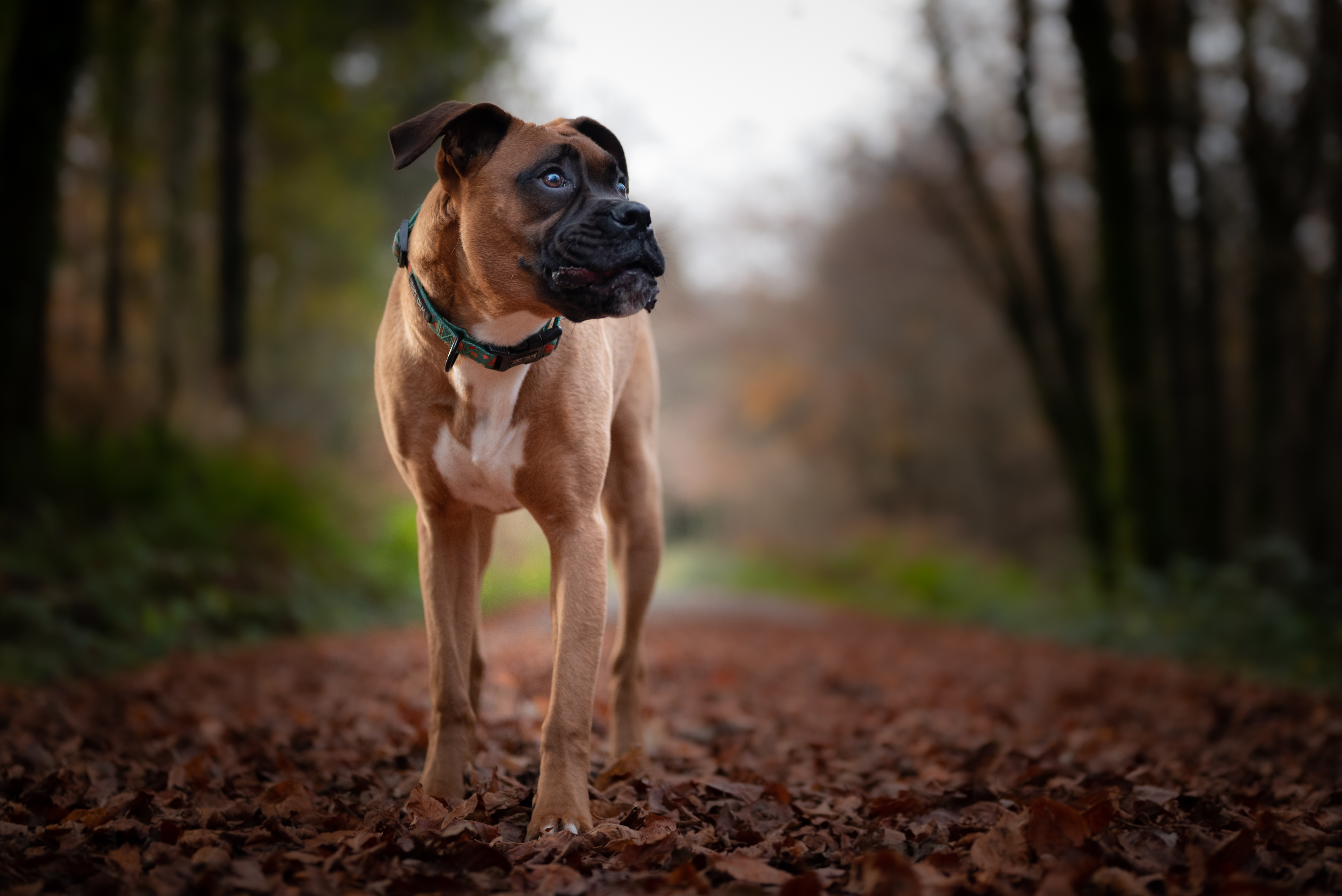 Boxer, Gillette Vets