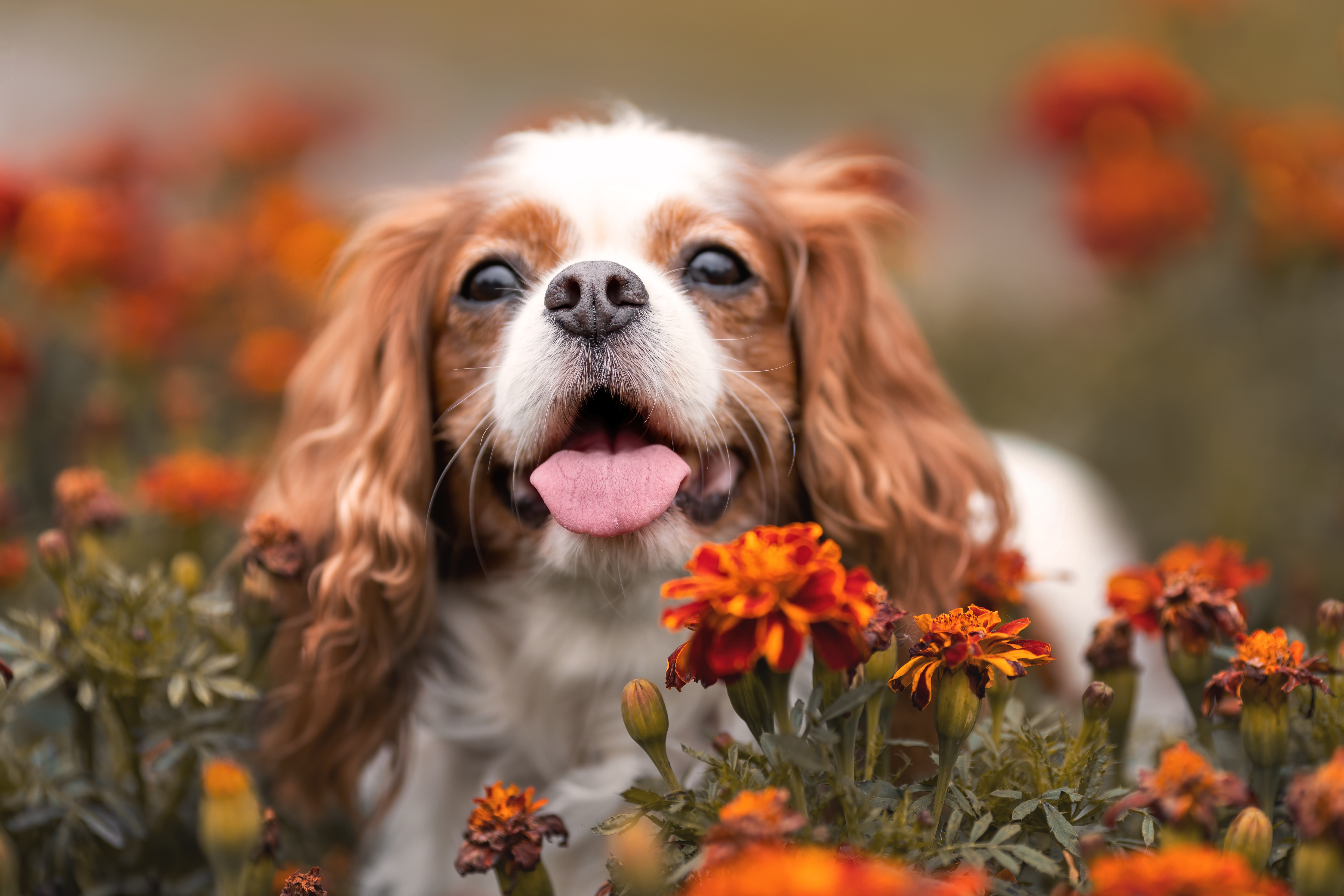 Cavalier King Charles Spaniel, Gillette Vets