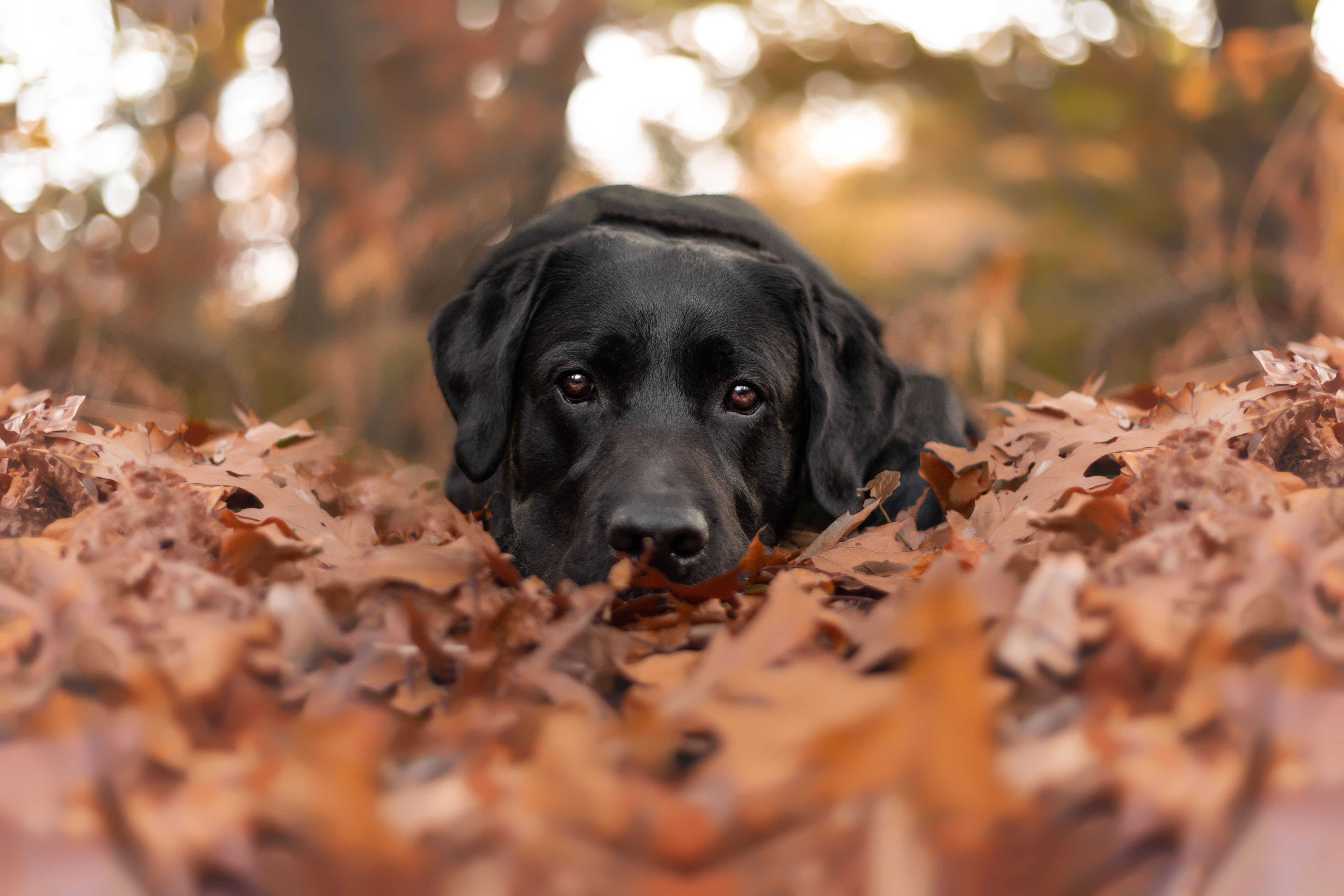 Labrador Retriever, Gillette Vets