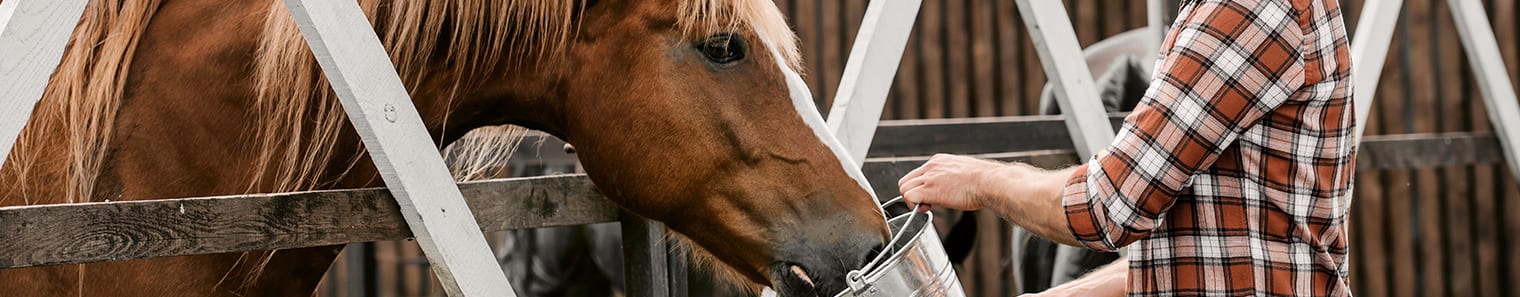 Equine Vaccinations and Prevention, Gillette