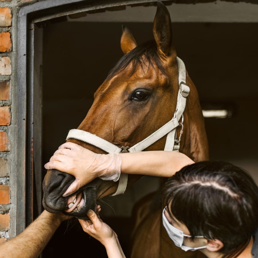 Equine Dentistry in Gillette