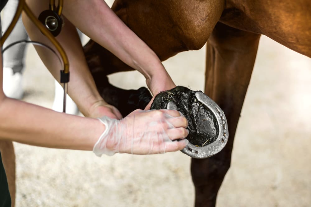 Equine Lameness Evaluations, Gillette Vets