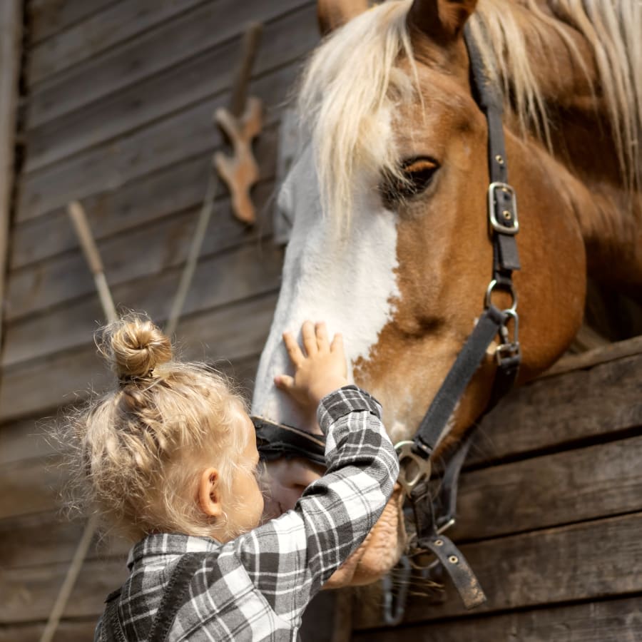 Equine Surgery, Gillette Vets