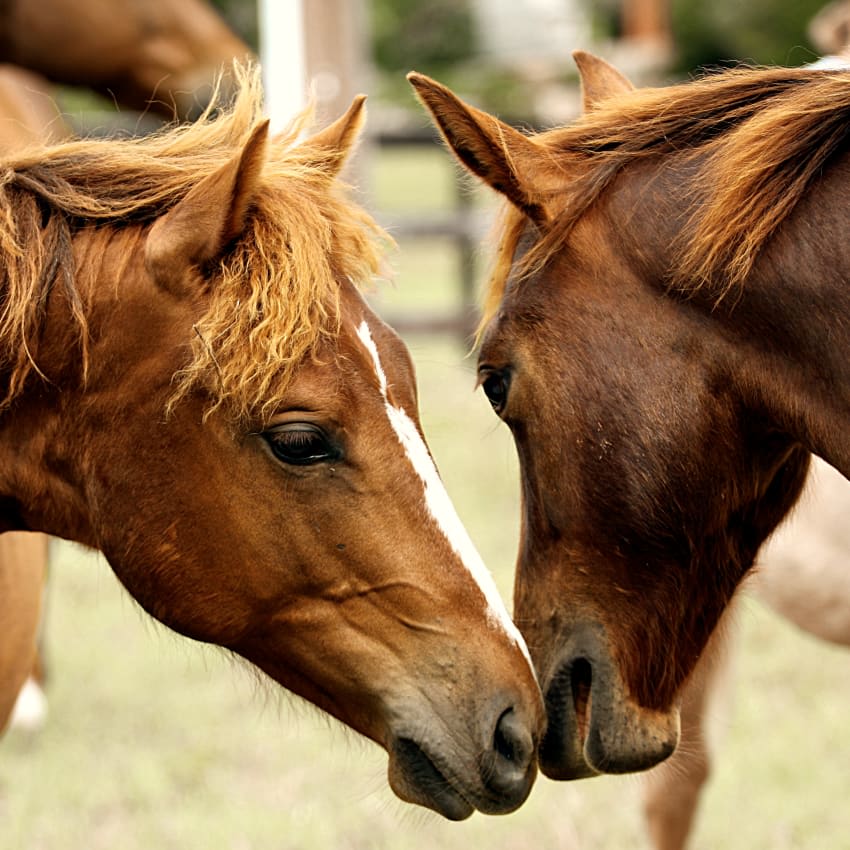 Equine Vaccination & Parasite Prevention in Gillette