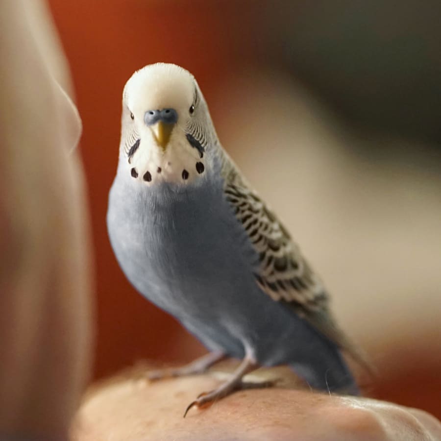 Avian Vet & Exotic Pet Services in Gillette