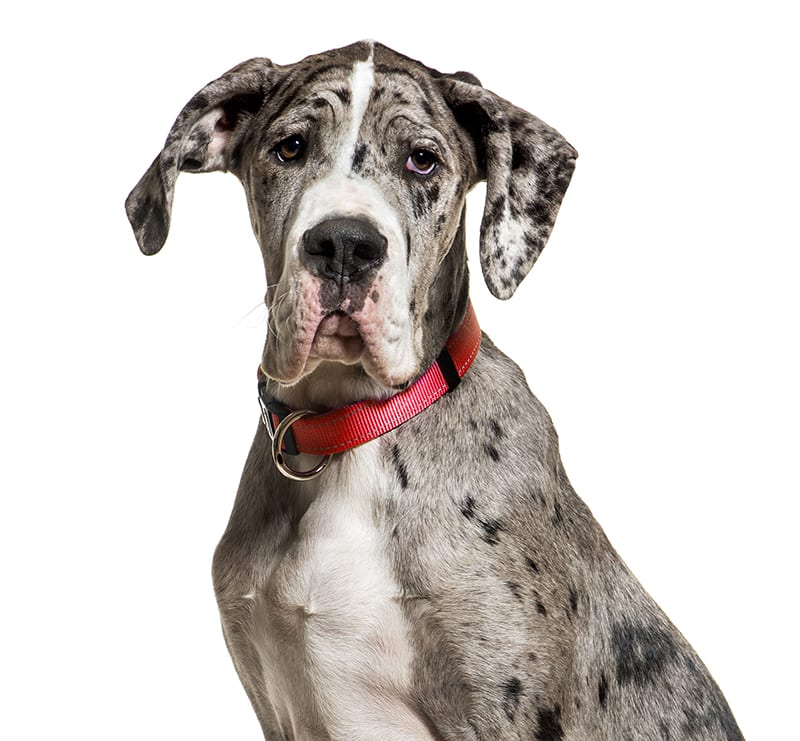 Giant Dogs, Red Hills Veterinary Hospital